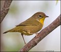 _1SB0550 common yellowthroat 1st year male